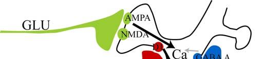 Surmeier et al., 1996; Kawaguchi et al., 1995), valamint NMDA és nem-nmda típusú glutamátreceptorokat (Calabresi et al., 1996).