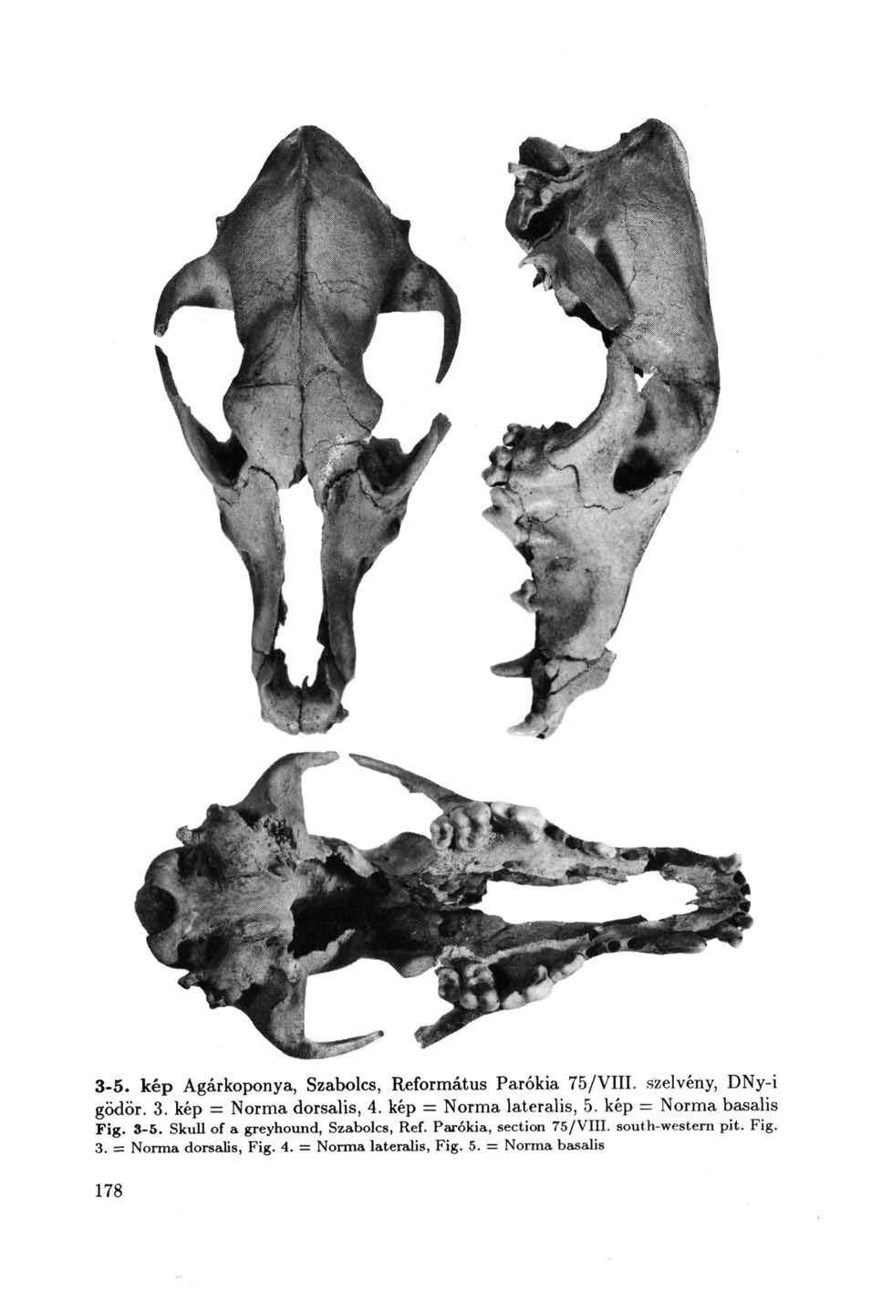 -5. kép Agárkoponya, Szabolcs, Református Parókia 75/VIII. szelvény, DNy-i gödör.. kép = Norma dorsalis, 4. kép = Norma lateralis, 5. kép = Norma basalis Fig.