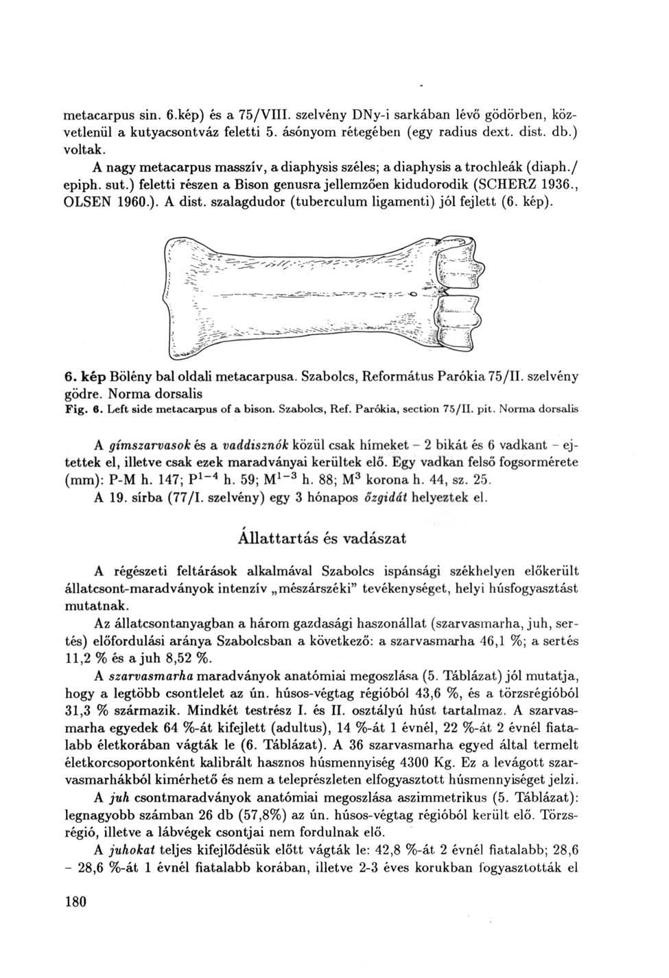 metacarpus sin. б.кер) és a 75/VIII. szelvény DNy-i sarkában lévő gödörben, közvetlenül a kutyacsontváz feletti 5. ásónyom rétegében (egy radius dext. dist. db.) voltak.