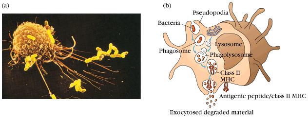 prezentáció Baktériumok, kórokozók, apoptotikus sejtek