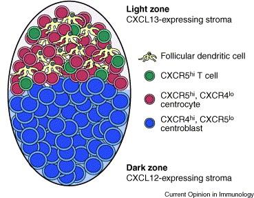 FDC kemokintermeléssel irányítja a follikulus szerveződését Kemokin/Receptor kapcsolat:
