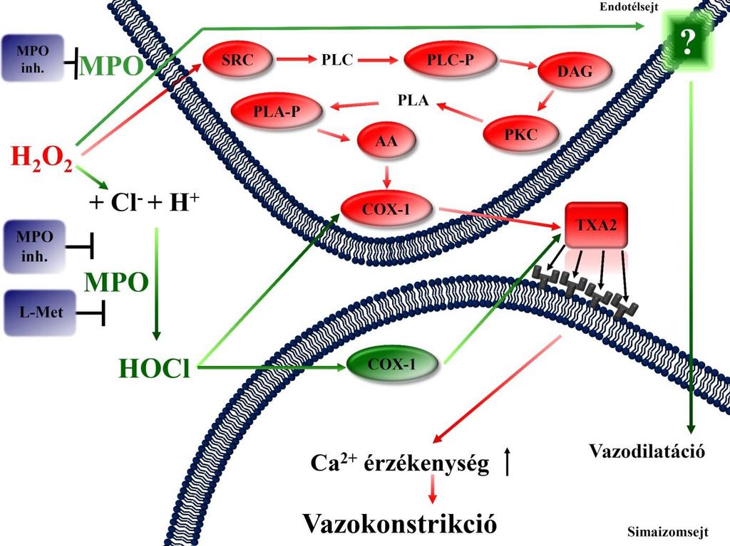 15. Ábra: A hidrogén-peroxid és a mieloperoxidáz vaszkuláris hatásainak mechanizmusa vázizom arteriolákon A hidrogén-peroxid (H 2 O 2 ) aktiválja az endoteliális Src-kináz (SRC)-foszfolipáz C