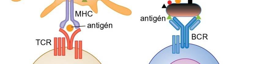 MHC peptid komplex szekvenciális determináns receptor