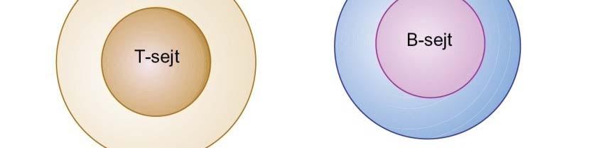 koreceptorok CD19, CD21, CD40 CD4, CD8, peptid