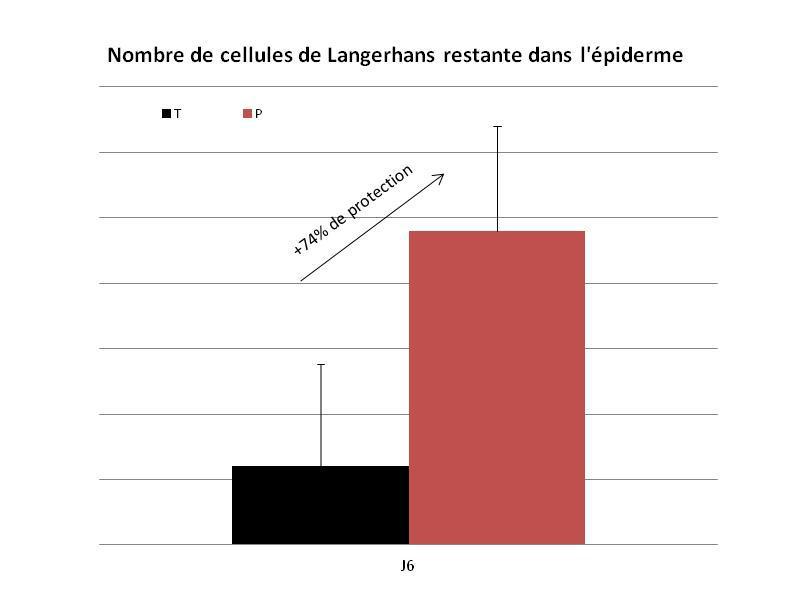 Tudományos eredmények Anti-ageing immunitás A hámrétegben megmaradó Langerhans sejtek