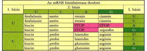 megváltoztatja az aminosavsorrendet?