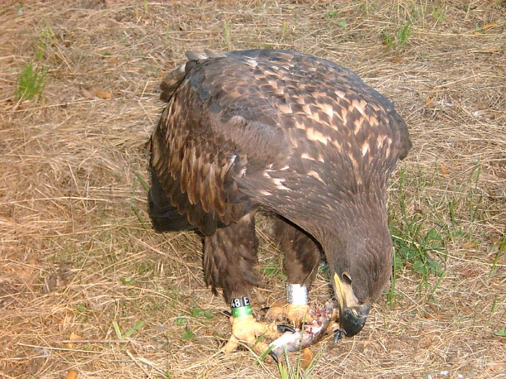 20 Heliaca 2004 Rétisas-védelmi Munkacsoport beszámolója HORVÁTH ZOLTÁN BANK LÁSZLÓ KALOCSA BÉLA TÖMÖSVÁRY TIBOR PINTÉR ANDRÁS 2004-ben az ország 16 régiójában mintegy 70 fővel tovább folytattuk a