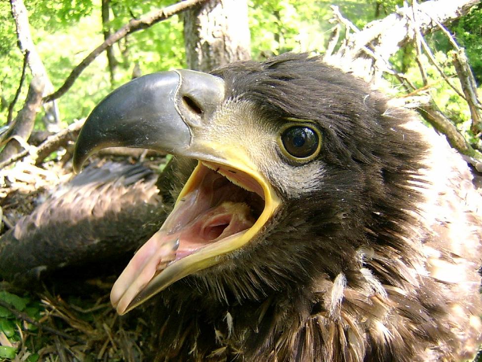 Országos fajvédelmi programok 21 Az ügyben az illetékes Duna-Dráva Nemzeti Park Igazgatóság feljelentést tett.