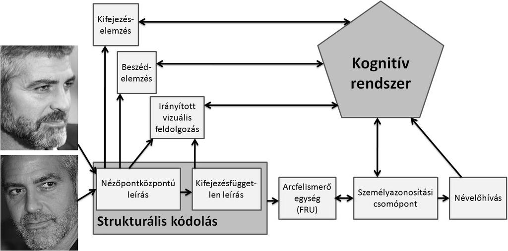 nézőpontfüggő, az arc egészét (konfigurációját - a szemek, az orr és a száj T-alakú elrendeződése) és az arcrészeket integráló, kifejezésfüggetlen reprezentációt alakít ki.