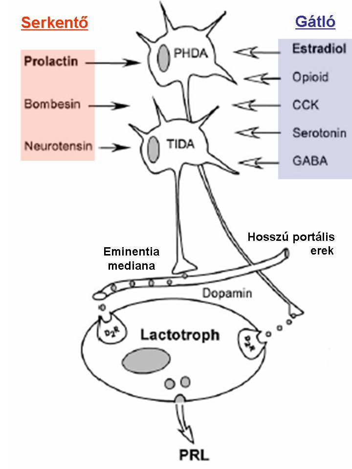 10. ábra A dopaminerg pályarendszerekre ható modulációs lehetőségek. Módosítva, átvéve (1). A PRL, a hypothalamus szintjén feed-back mechanizmussal képes saját elválasztását befolyásolni.