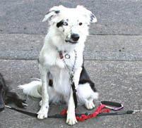 NOCE deliziosa cagnolina di taglia media, giovanissima (circa un anno). Lei vuole così tanto una famiglia!