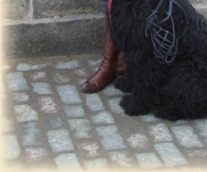 Avevo, una giornata di sole, e da 17 anni desideravo un cane, ma in casa era argomento tabù per diversi