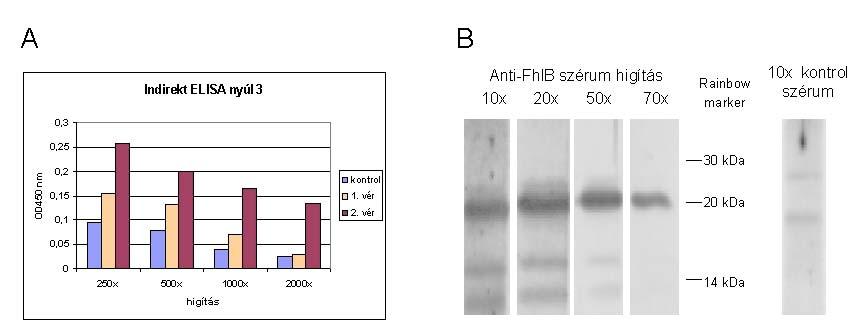 membránra röntgen filmet (Medifort SFB) tettem és megfelelő expozíciós idő után a filmet előhívtam (Ausubel és mts., 1996). Az elkészült ellenanyag ellenőrzéséhez T.