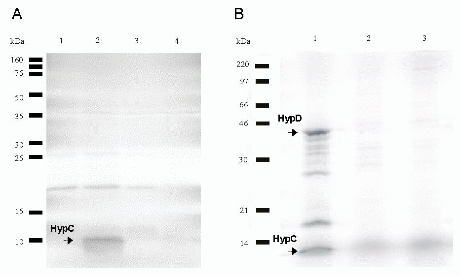 1985). A fehérjéket SDS-PAGE után autoradiográfiásan detektáltam. A kapott fehérjék mérete megfelel a várt molekuláris tömegnek: 8 és 42 kda (4.4. ábra).