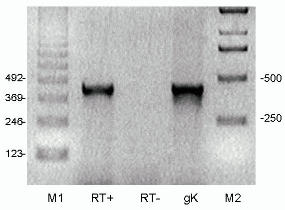 Mind a nyolc fhl gént konzervált riboszómális kötőhely előzi meg (Brown és mts., 1989).