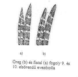 3. A Bursa Fabrici hossza alapján is el lehet különíteni a fiatal madarakat a felnőttektől a kor előrehaladtával ez a szerv egyre kisebb lesz. 4.