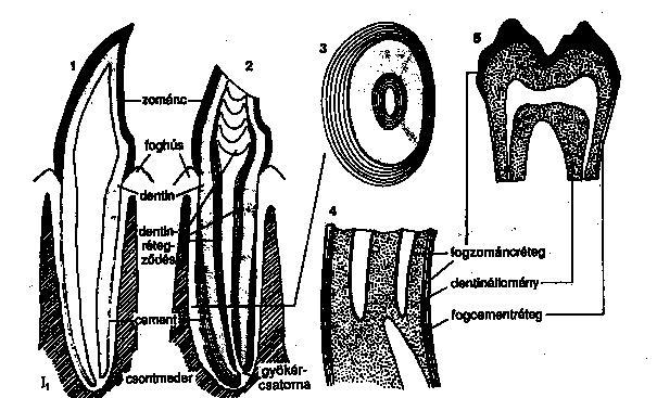 5. ábra: A kérődzők metszőfogának és zápfogának szerkezete. Az első metszőfog hosszmetszete fiatal (1) és idős (2) állatnál. 3: a foggyökér harántmetszete (fognövekedési vonalak). 4: zápfog metszet.