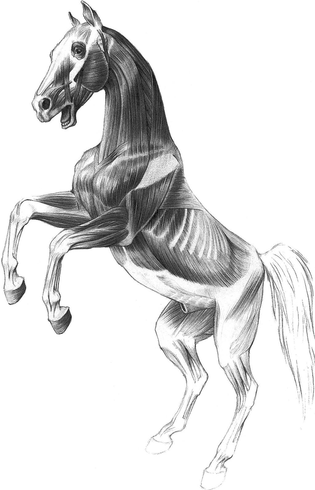 50 The rearing horse At graceful head and swan-neck carriage the limbs are slightly bent The hip, knee and tarsal joints are also slightly bent The animal toddles forward and hits with the thoracic