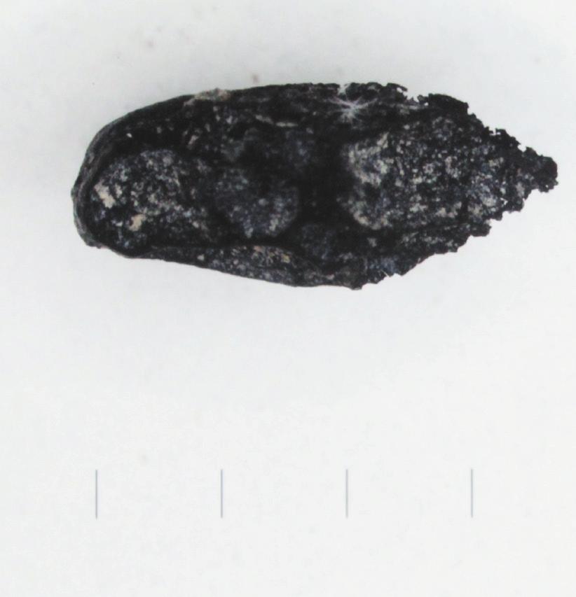 Figure 2. The most important date of rye (Secale cereale) in the Carpathian-Basin 100000 Number of archaeological sites Piece of rye 10000 1000 100 10 1 between 1994-2005) dozens of rye were found.