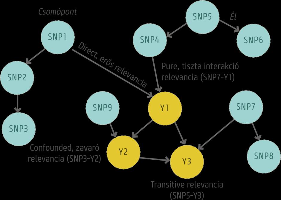a változót, az él pedig a változók közötti kapcsolati struktúrát, függőségi viszonyt mutatja. Az 7. ábra egy általános Bayes-hálót mutat be, ahol az élek a fenotípusos változók (pl.