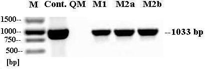 63. ábra. A Saccharomyces cerevisiae GAL10 1068 2100 régió jelenlétének demonstrálása T. reesei M1, M2a és M2b mutáns törzsekben.