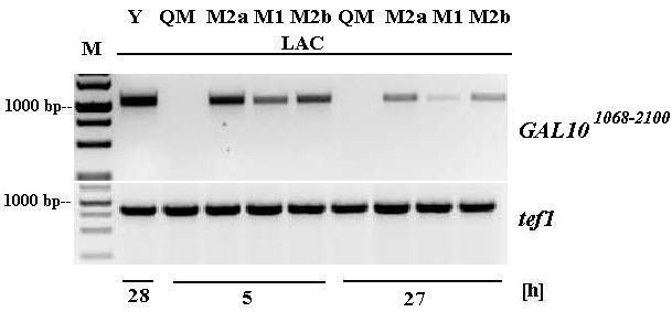 reesei mutánsokban. Y = S. cerevisiae, M = marker Végezetül, a kópiaszámnak megfelelően alakultak az intracelluláris mutarotáz aktivitás értékek is (65. ábra).
