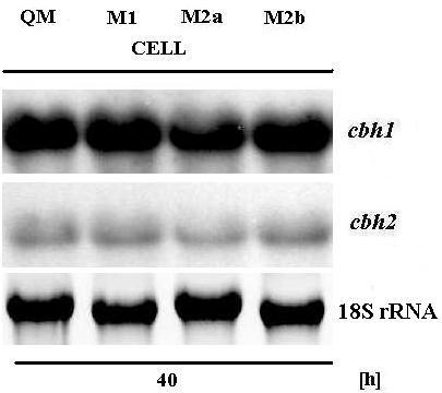 68. ábra. A celluláz gének (cbh1 és cbh2) kifejeződése cellulózon (CELL). QM: referencia törzs.