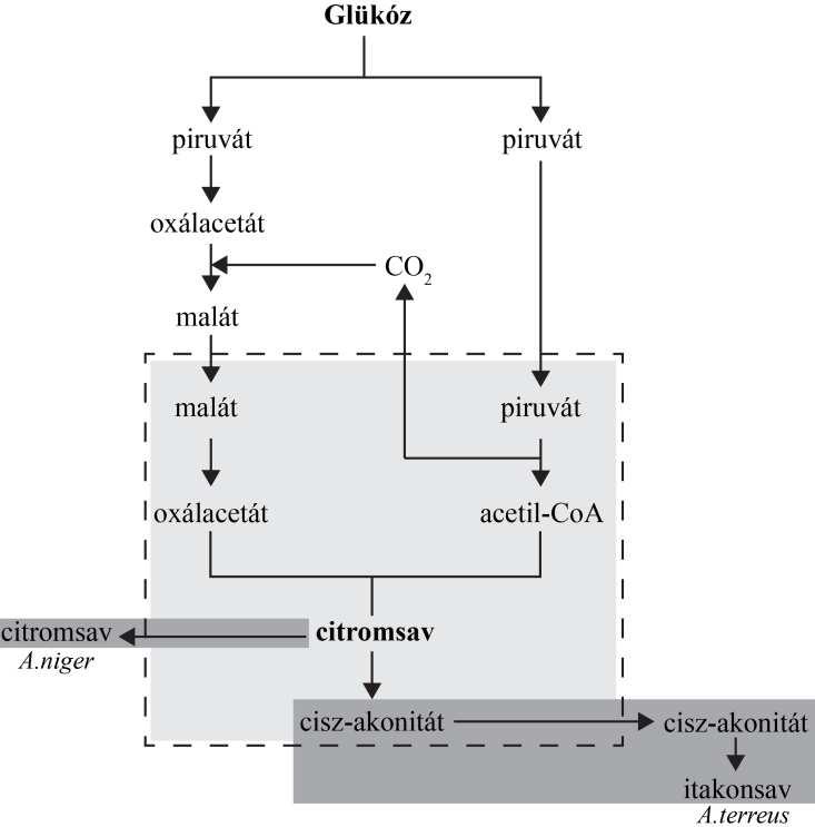 74. ábra. Az A. niger citromsav illetve az A. terreus itakonsav túltermeléshez vezető metabolikus útvonalainak összehasonlítása.