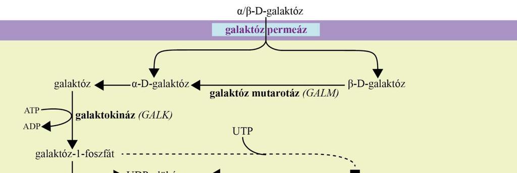 + mutarotáz) kódol; K. lactis-ban és T.
