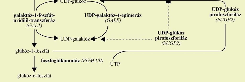 nidulans-ban gale, gald és galg (ROBERTS 1963). 4. ábra: A D-galaktóz hasznosítás Leloir-útvonalának áttekintése. A lila sáv a sejtmembránt, a sárga terület a citoszolt jelzi.