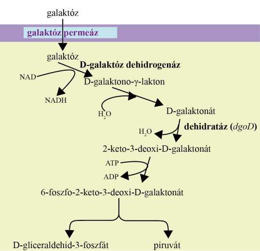 5. ábra: A D-galaktóz hasznosítás De Ley- Doudoroff-útvonalának áttekintése. A lila sáv a sejtmembránt, a sárga terület a citoszolt jelzi. 6.