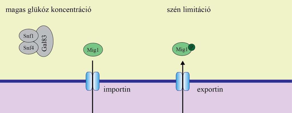 7-8. ábra: A CCR mechanizmusa S.