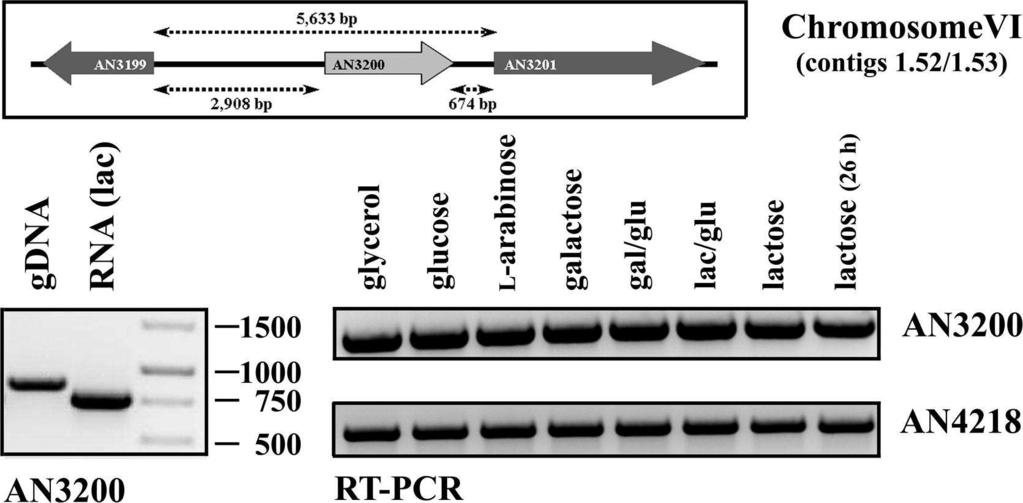 GH2 hidroláz protein többségének, melyek a BgaD-paralóg kládot alkotják (11. ábra) vagyis az AN2463 lókuszon lévő gén által kódolt fehérje ortológjainak nincs MFS-partnere.
