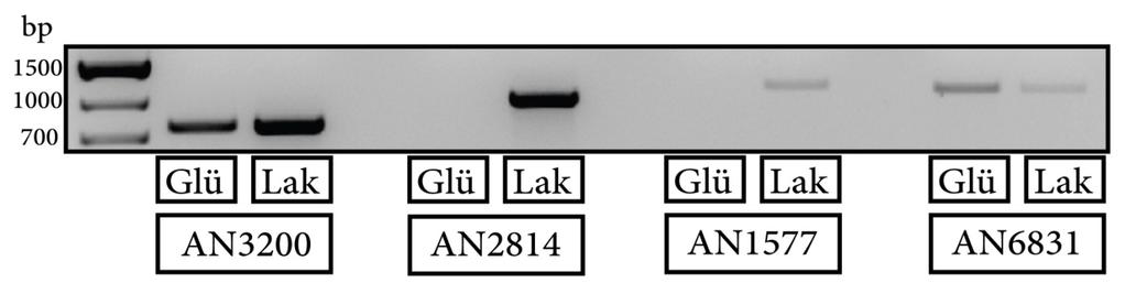 4.1.1.2. A lacpb gén azonosítása és jellemzése Az A. nidulans genom száznál is több feltételezett MFS-cukor transzporter fehérjét tartalmaz (WORTMAN és mtsai 2009).