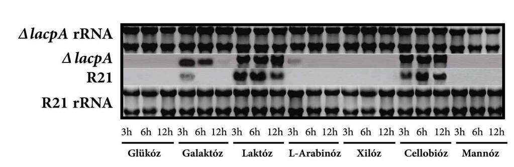 30. ábra. Az A. nidulans lacpb gén transzkriptum analízise WT és lacpa háttérben. 31. ábra. Az A. nidulans lacpa gén transzkriptum analízise WT és lacpb háttérben.