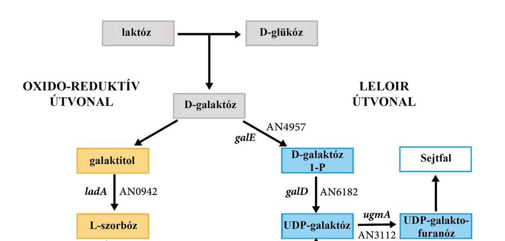 41. ábra. A D-galaktóz lebontás útvonalainak vázlata A. nidulans-ban. D-Ga-3P: D-gliceraldehid-3-foszfát; DHAP: dihidroxiaceton-foszfát.