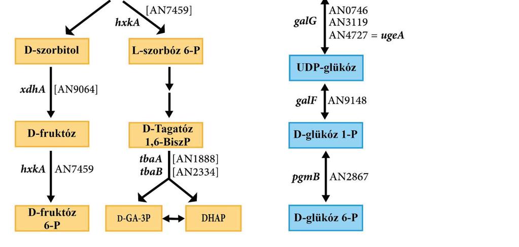 Az UDP-glükóz/galaktóz-4-epimeráz (ugea) és az UDP-galaktopiranóz/furanóz mutáz (ugma) gének szerepét a sejtfalszintézisben lásd EL-GANINY és mtsai. (2008; 2010). Az A.