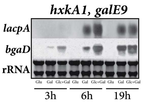 43. ábra. A bgad/lacpa génklaszter indukciós spektrumának transzkripciós analízise egy galaktokináz / hexokináz kettős mutánsban D-glükóz (Glu), D-galaktóz (Gal) és D-galaktóz+glicerol szénforrásokon.