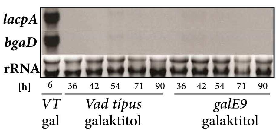 Azonban bgad/lacpa transzkripció vagy intracelluláris bgal enzimaktivitás a fermentáció egyetlen időpillanatában sem volt kimutatható rajta, a vad típusú kontrollban és a gale9 mutánsban sem (44.