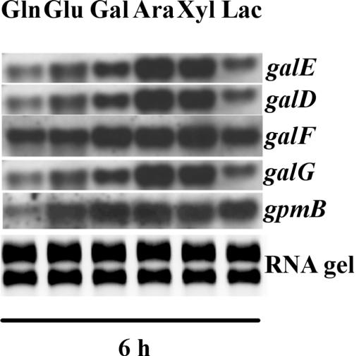 ábra. A D-galaktóz lebontás Leloir-útvonalát kódoló gének expressziós analízise A. niger WT törzsben. A: konidiospórák; B: vegetatív micélium. A génekhez annotált neveket lásd a 2.1.5. fejezetben.