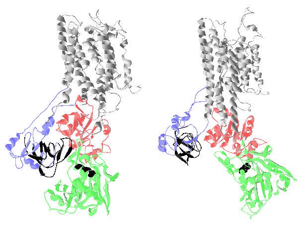 (40,99). Ca 2+ -kalmodulin komplex hiányában ez a fehérjeszakasz autoinhibítorként muködik.