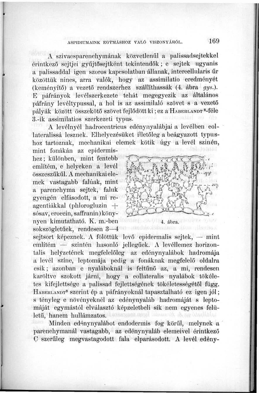 A szivacsparcnchymának közvetlenül a palissadsejtekkel érintkező sejtjei gyűjtősejtként tekintendők ; e sejtek ugyanis a palissaddal igen szoros kapcsolatban állanak, intereellularis űr közöttük