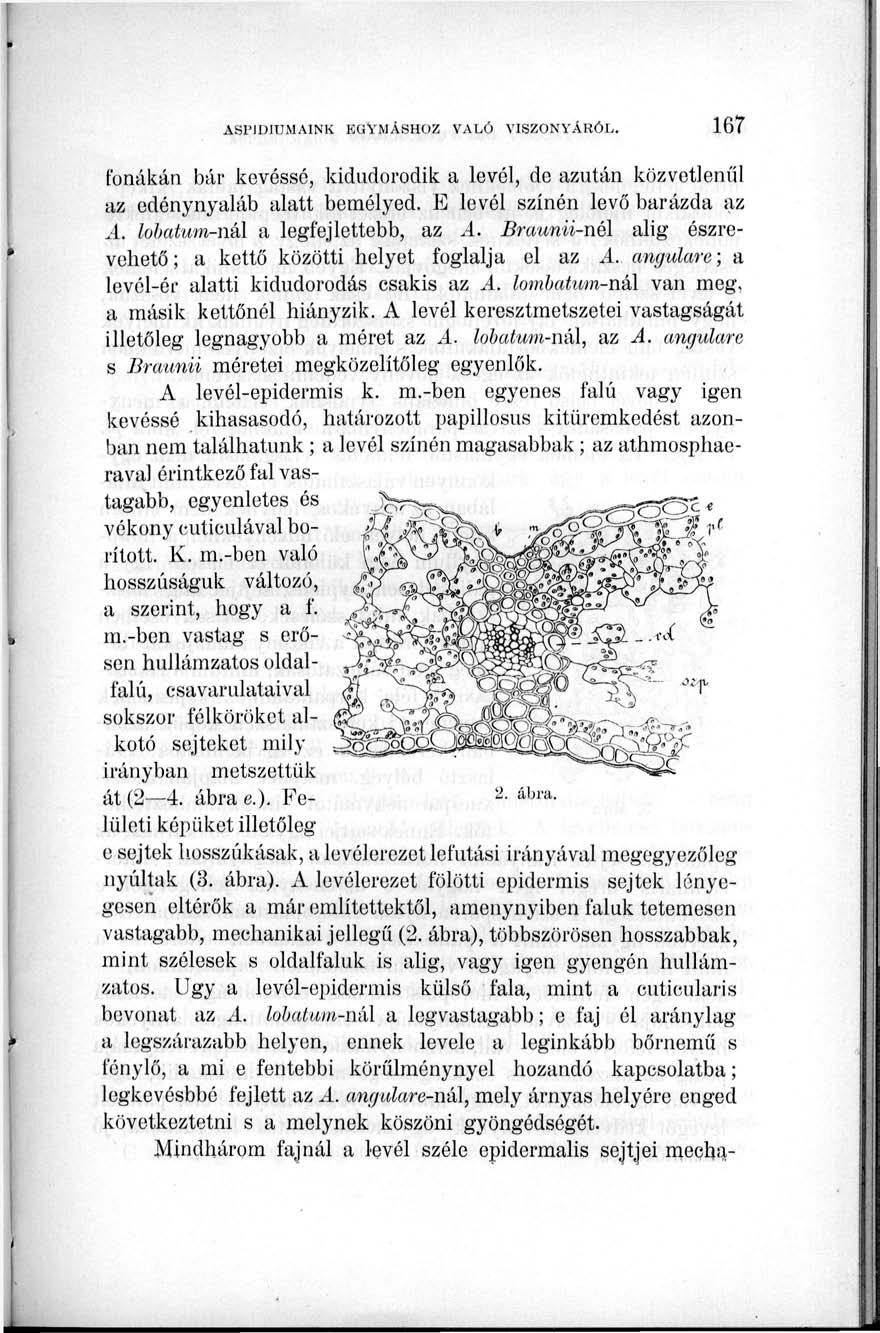 fonákán bár kevéssé, kidudorodik a levél, de azután közvetlenül az edénynyaláb alatt bemélyed. B levél színén levő barázda az A. lobatum-nál a legfejlettebb, az A.