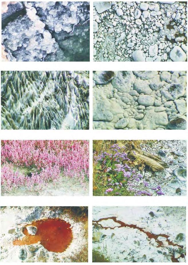 10. Sãsarm, jud. Bistriþa-Nãsãud. Sare cristalizatã în interiorul fântânii. 11. Gurghiu, jud. Mureº. Pietre de râu cu depuneri de sare 12. Sovata, jud. Mureº. Sare gemã cu urme lãsate de ploaie 13.