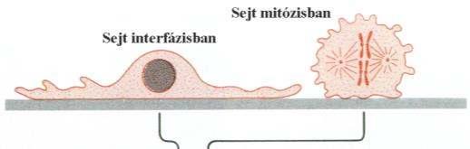 A sejtciklus menetének pontos megismerése nem volt könnyű feladat, hiszen az interfázis egyes stádiumait mikroszkópban nem lehet elkülöníteni, csak a mitózisnak vannak szemmel látható jelei.