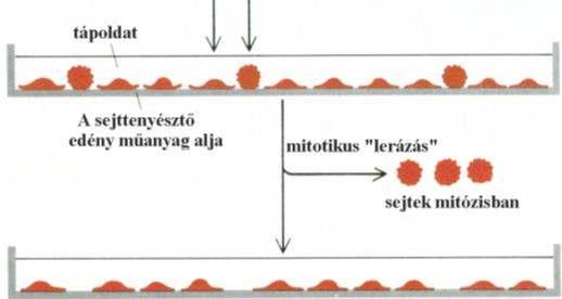 Pulzusjelölés során 3 H-timidint adtak nagyon rövid időre olyan sejttenyészethez, amelyben a sejtek a sejtciklus különböző szakaszaiban voltak.