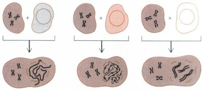 Az S-ben levő sejt magja szabályosan, a megfelelő idő alatt befejezi az S és a G 2 fázisokat, a G 2 -es sejt pedig a saját ideje letelte után is várakozik, majd a két sejtmag együtt lép az M fázisba.