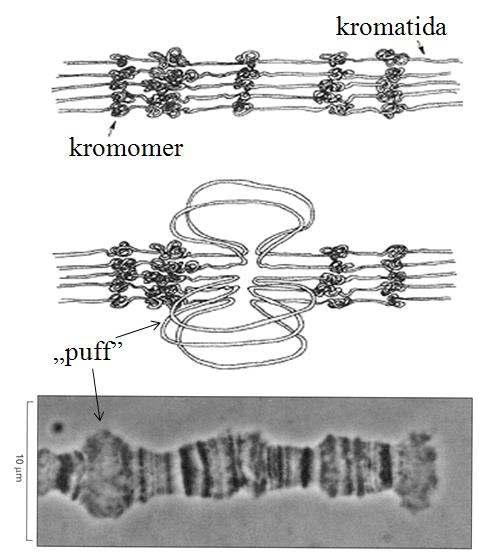 A sejtciklus szabályozása 4 A kromoszóma-ciklus A kromoszóma-ciklus a DNS replikációját (a leánykromatidák képződését) és a mitózis során a kromoszómák utódsejtek közötti igazságos elosztását
