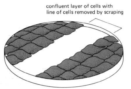 A sejtciklus szabályozása 8 A SEJTOSZTÓDÁSOK SZÁMÁT BEFOLYÁSO- LÓ TÉNYEZ K A sejtciklusból való kilépés vagy visszatérés szabályozását in vivo nehéz vizsgálni.