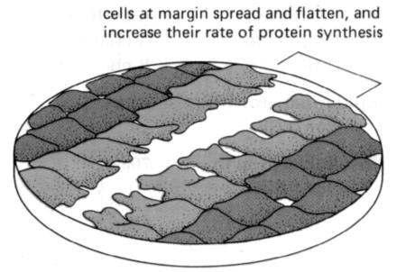 A sejtosztódások megszűnnek az úgynevezett kontakt gátlás következtében, miután a sejtek kitöltötték a rendelkezésre álló felületet és érintkeznek egymással.